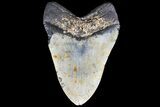 Bargain, Megalodon Tooth - North Carolina #83972-2